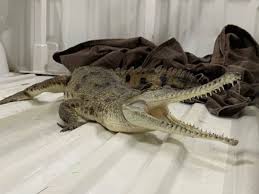 Di croco is a darwin boutique renowned for its luxury goods made from the highest quality nt crocodile skin. Crocodile Arrested For Loitering In Street In Darwin Northern Territory News