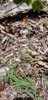 Image result for Digitaria longiflora