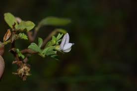 Image result for Tephrosia pentaphylla