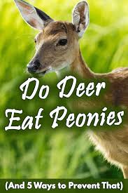 Roses are one such plant. Do Deer Eat Peonies And 5 Ways To Prevent That Garden Tabs