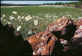 Maybe you would like to learn more about one of these? Wildflowers Of Texas Texas Highways
