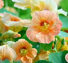 Kapuzinerkresse Tip Top Apricot Tropaeolum Minor Bluht In Schonen Aprikosenfarben Die Bluten Erscheinen Za Kapuzinerkresse Schone Blumen Bluhende Pflanzen