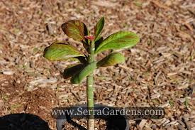 Image result for Euphorbia grantii