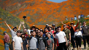 Bunchesdirect promotes a wide choice of pink flowers in caliente to buy online. Wildflower Super Bloom Ends For Lake Elsinore Ca Walker Canyon San Luis Obispo Tribune