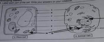In the title animal cell parts and functions, the word part pertains to organelles; A Label Each Part Of The Cell Brainly Ph