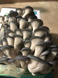 Commercial cat food with oysters may be. Back To The Roots Organic Mini Mushroom Grow Kit Walmart Com Walmart Com