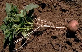 Image result for Solanum tuberosum