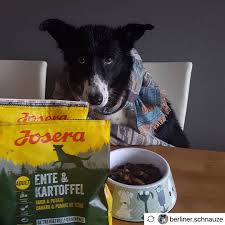 This Is The Face Dogs Get When Theyre Made To Sit In Front Of Our Food For A Photo Before Theyre Allowed To Eat Dog Food Recipes Dog Face Food