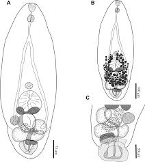 Image result for Dignathia