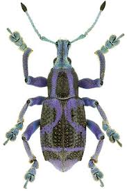 Kafer Sammlung Kafersammlung Russelkafer Bockkafer Smnk Insekten Kafer Insekt Seltsame Kreaturen