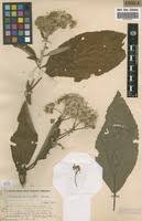 Image result for Vernonia auriculifera