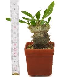 Image result for Pachycarpus eximius