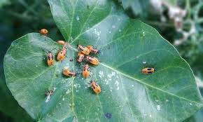Best way to get rid of spider mites during flowering. How To Treat Spider Mites During Flowering Krostrade