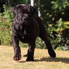 Lancaster puppies has your south african boerboels! Black Boerboel Cheap Online