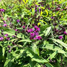 Image result for Vernonia zanzibarensis