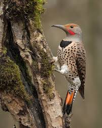 Our Most Common Woodpecker Here In British Columbia The Northern Flicker Backyard Birds Pet Birds Birds Painting