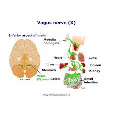 Vagus nerve stimulation has been linked to treating epilepsy, improving digestive conditions, reducing inflammation, and managing anxiety disorders. How To Test Vagus Nerve