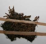 Image result for Lellingeria oosora