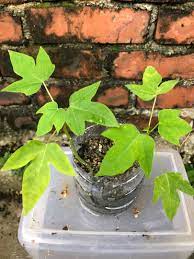 木瓜苗木瓜樹超甜品種文冠果有機果苗一盆2棵營養豐富易生長gardening papaya tree plant 傢俬 家居 gardening plants 喺carousell trees to plant