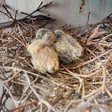 2014 Un Ilk Yavrulari 2014 Kus Bird Yavru Baby In 2020 Herbs Food Cannibas