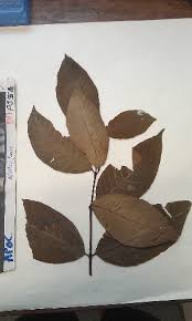 Image result for Holarrhena floribunda