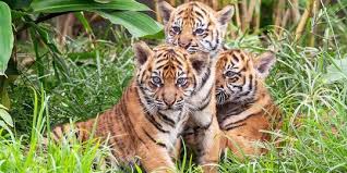 Ada banyak sekali bahan yang bisa dipakai. Cegah Teror Harimau Sumatera Warga Dan Bksda Pasang Perangkap Sementara Merdeka Com