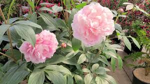 Although peonies are excellent cut flowers for bouquets, weddings, table centerpieces, and large floral arrangements, they are also a reliable if you are you planning to add romance and colors in your garden with peonies but not quite sure how to start, then here's a quick peony guide for you. Paeonia Sarah Bernhardt Peony Fabulous Very Pretty Large Flowers Year After Year Youtube