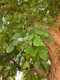 Image result for Dolichandrone alba