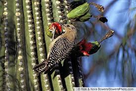 Every cactus is different, and it is up to you to learn how to grow it by observing any change when you either water, repot, fertilize, or propagate. Diet And Foraging Gila Woodpecker Melanerpes Uropygialis Birds Of The World