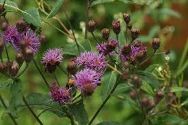 Image result for Vernonia adenocephala