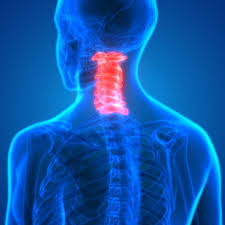 The muscle anatomy of the head and neck is a fascinating area, with the the neck also containing the 7 vertebrae of the part of the spine called the cervical curve. The Cervical Spine Anatomy Function And Common Spine Surgery San Antonio Seguin New Braunfels