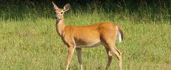 Nature's mace deer & rabbit repellent 25lb / covers 25,000 sq. New Product Plant Saver Deer Rabbit Repellent Sargent S Nursery