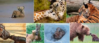 En su homenaje fue elegida tan fecha. 29 De Abril Dia Nacional Del Animal Nuestroclima