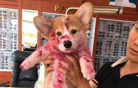 Today dragon fruit is cultivated in. Corgi Gives His Owner And The Entire Internet A Mini Heart Attack After He Eats Some Dragon Fruit And Rests In The Mess Bored Panda