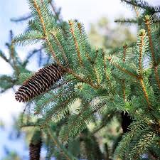 How to plant a baby blue spruce. Colorado Blue Spruce Tree On The Tree Guide At Arborday Org