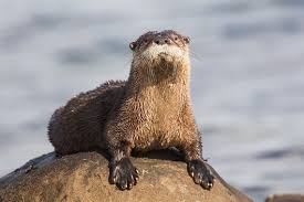 Check spelling or type a new query. River Otter Facts And Beyond Biology Dictionary