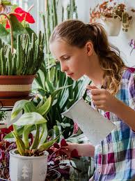 ¿sabías que el término cactus significa guardián del hogar? Feng Shui 8 Plantas Que Atraen La Mala Y La Buena Energia
