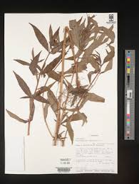 Image result for Pycnostachys coerulea