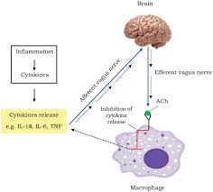 A good bath mat can keep you from slipping and add some pizzazz to your bathroom. The Pathogenesis Of Fever Induced Febrile Seizures And Its Current State Abstract Europe Pmc