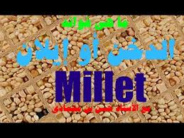 ما هي فوائد الدخن أو إيلان على صحتك نصائح هامة مع الأستاذ حسن بن محمادي Youtube