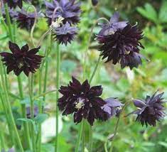 Pin On Alpine Flower Seeds