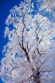 First And Last Frost Dates Brooklyn Botanical Garden Winter Garden Old Farmers Almanac