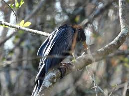 Bird Travel Photos Birding Sites Bird Information Anhinga With Speared Fish Crew Bird Rookery Swamp Bird Bird Photography Bird Photo