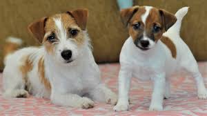 We did not find results for: Mommy Jack Russell Terrier Plays With Puppies Jack Russell Puppies Playing With Mom Funny Puppies Youtube