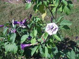 You could use neem oil safely and i am listing a link about slug control. 30 Ballerina Double Purple Angels Trumpet Seeds Datura Metel Ebay