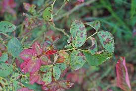 The fungus will die quickly if no roses are available for infection. How To Identify And Treat Common Rose Diseases Gardener S Path