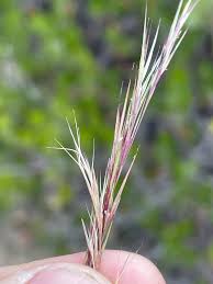 Image result for Aristida canescens