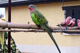 Les Perruches Du Genre Polytelis Les Oiseaux Du Monde