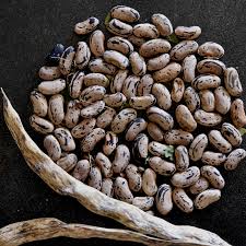 Image result for Phaseolus vulgaris