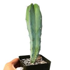 Capri blue cactus flower signature jar candle is a soy blend wax candle made with all natural ingredients. Blue Candle Cactus Myrtillocactus Geometrizans For Sale Succulents Box